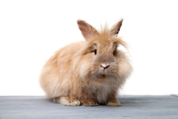 A rabbit on wooden desk