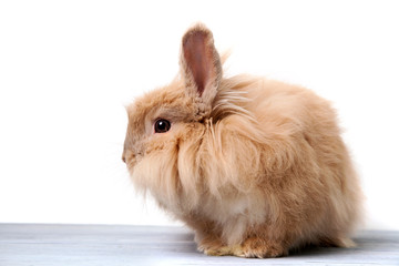 fluffy homemade rabbit in profile
