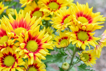Beautiful flowers of chrysanthemums