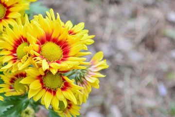 Beautiful flowers of chrysanthemums