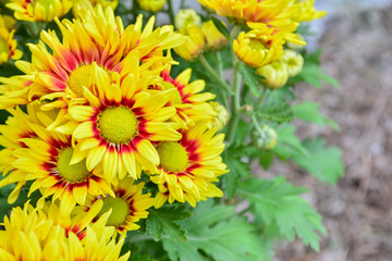 Beautiful flowers of chrysanthemums