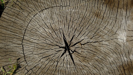  tree with annual rings and cracks