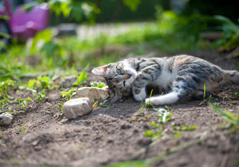 kitten on the earth