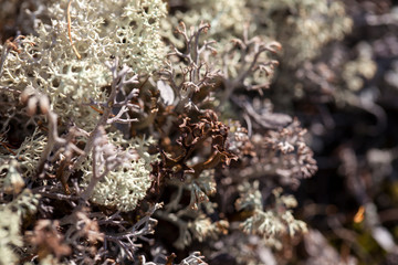 mosses and lichens of tundra, out of focus, blurry, macro
