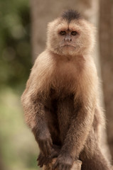 singe Cachamay