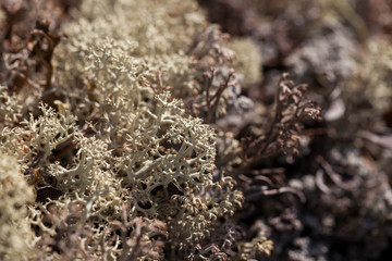 mosses and lichens of tundra, out of focus, blurry, macro