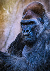Obraz premium Portrait of Maie Silverback Gorilla