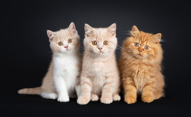 Fototapeta na wymiar Row of 3 British Short- and Longhair cat kittens, sitting beside each other Looking at camera. Isolated on a black background.