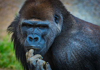 Portrait of Male Silverback Gorilla