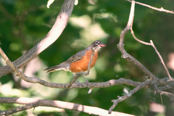 Robin Red Breast