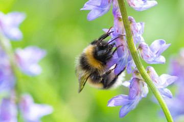 bee on a flower