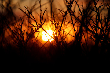 Sonnenuntergang durch Dornen fotografiert