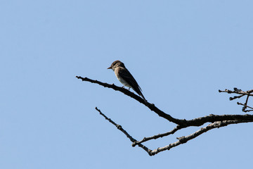 Eastern Wood Pewee