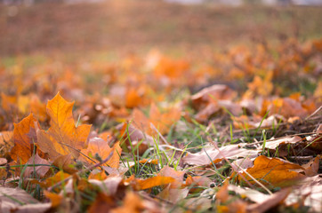 Autumn mood on the street. Warm autumn on the street.