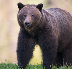 Fototapeta premium Grizzly bear in the wild