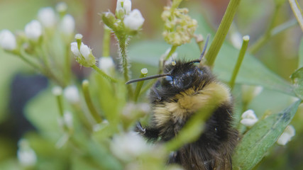 Extreme close up of a bee's head in a plant
