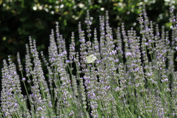 Obraz premium flowers in garden