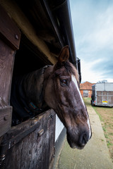 A wide angle portrait of a brown horse in a Suffolk stable located on a farm