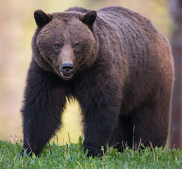 Fototapeta premium Grizzly bear in the wild