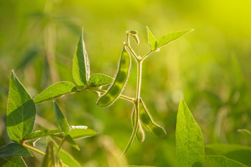 Young green pods of varietal soybeans on the stem of a plant in a soybean field in the morning during the active growth of crops. Selective focus.