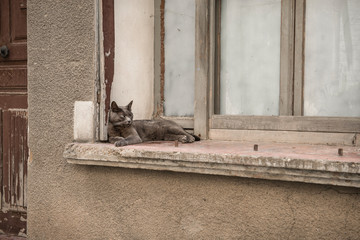 Grey cat lying in a window still of an old house in France