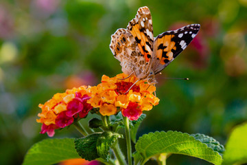 A beautiful butterfly on the flowers of a tropical plant lantana camara. Bright summer floral background. Blossom Lantana camara.