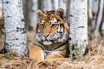 Siberian Tiger running in snow. Beautiful, dynamic and powerful photo of this majestic animal. Set in environment typical for this amazing animal. Birches and meadows