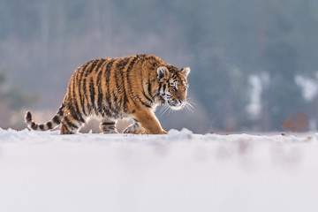 Siberian Tiger running in snow. Beautiful, dynamic and powerful photo of this majestic animal. Set in environment typical for this amazing animal. Birches and meadows