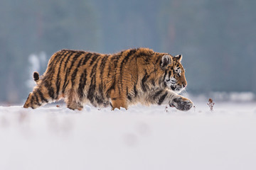 Siberian Tiger running in snow. Beautiful, dynamic and powerful photo of this majestic animal. Set in environment typical for this amazing animal. Birches and meadows