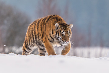 Siberian Tiger running in snow. Beautiful, dynamic and powerful photo of this majestic animal. Set in environment typical for this amazing animal. Birches and meadows