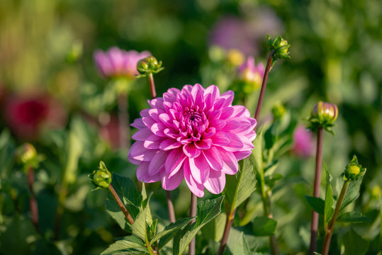 Dahlien