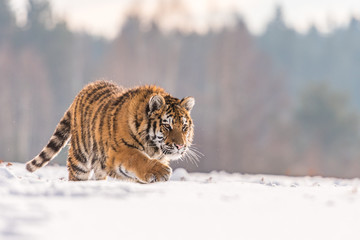 Siberian Tiger running in snow. Beautiful, dynamic and powerful photo of this majestic animal. Set in environment typical for this amazing animal. Birches and meadows