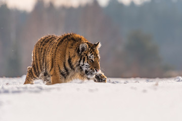 Siberian Tiger running in snow. Beautiful, dynamic and powerful photo of this majestic animal. Set in environment typical for this amazing animal. Birches and meadows