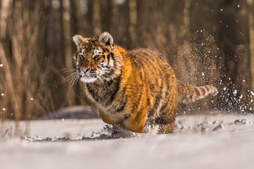 Siberian Tiger running in snow. Beautiful, dynamic and powerful photo of this majestic animal. Set in environment typical for this amazing animal. Birches and meadows