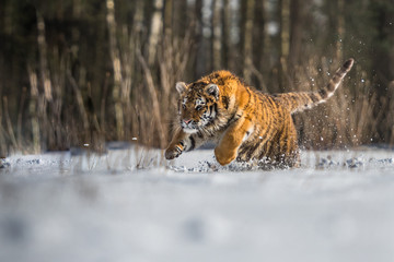 Siberian Tiger running in snow. Beautiful, dynamic and powerful photo of this majestic animal. Set in environment typical for this amazing animal. Birches and meadows