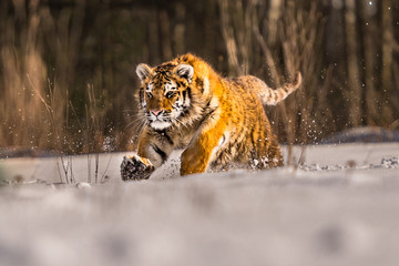 Siberian Tiger running in snow. Beautiful, dynamic and powerful photo of this majestic animal. Set in environment typical for this amazing animal. Birches and meadows