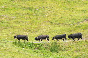 Fototapeta na wymiar Four Eringer cows, from Val d’herens in a row walking through green fields