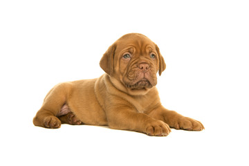 Cute dogue de Bordeaux puppy lying down isolated on a white background