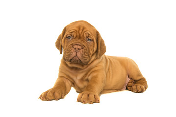 Obraz premium Cute dogue de Bordeaux puppy lying down looking at the camera isolated on a white background