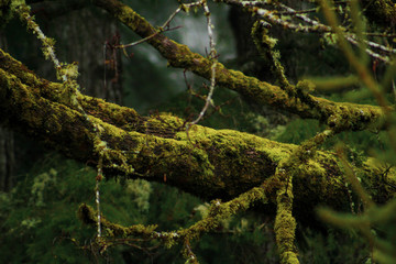 Fototapeta premium Mossy forest