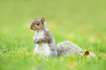 Cute grey squirrel sitting upright in a grass field