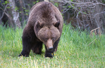 Obraz na płótnie Canvas Grizzly bear in the wild