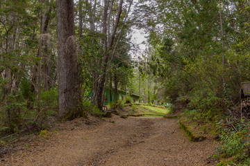 Scene view of path in the forest during autumn season in Los Alerces National Park, Patagonia, Argentina