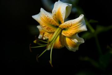 The big lily, white with yellow color, blossoms in a summer garden. Beautiful flowers. Monophonic background.