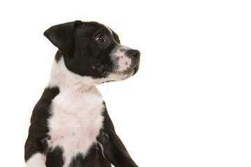 Portrait of a cute black and white stafford terrier puppy looking to the right isolated on a white background