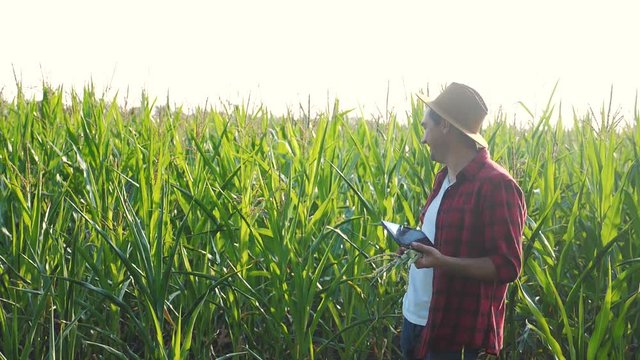 smart farming concept. man slow motion video agronomist holds tablet touch pad computer in the corn field is studying and examining crops before harvesting. Agribusiness concept. male farmer orking in