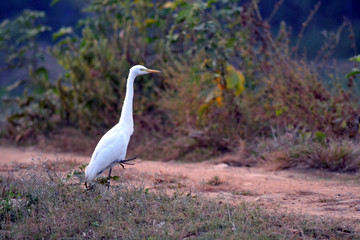 Obraz premium great blue heron in flight