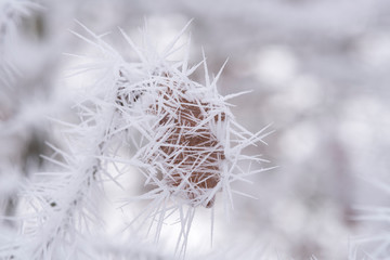 Pflanzen von Frost und Eiskristallen überzogen
