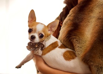 Chihuaha blanco y canela