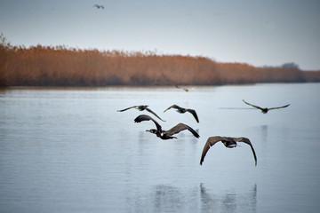 Flock of ducks flying above the river